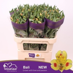 Alstroemeria Bali 75cm 75gr.