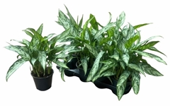 Aglaonema Silver Queen Compact 14Ø 40cm