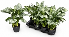 Aglaonema Maria Christina 14Ø 45cm