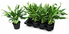 Aglaonema White Lance 14Ø 40cm