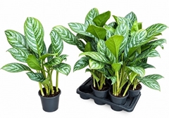 Aglaonema Stripes 17Ø 75cm