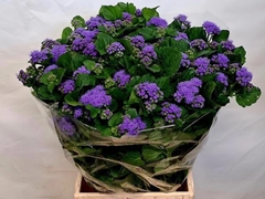 Ageratum Houstonianum Blue Planet 55cm