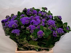 Ageratum Houstonianum Blue Planet 45cm