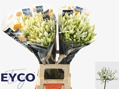 Agapanthus Eyfori White 70cm
