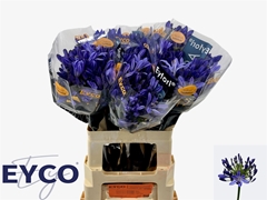 Agapanthus Eyfori Blue 60cm