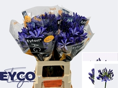 Agapanthus Eyfori Blue 65cm