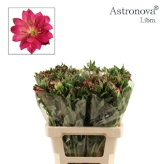 Alstroemeria Astronova Libra 60cm 65gr.