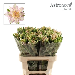 Alstroemeria Astronova Thabit 60cm 65gr.