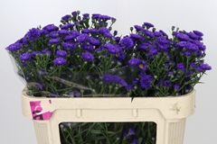 Aster Astee Dark Milka 65cm 15gr.