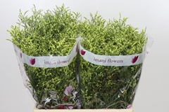 Limonium Sinense China Summer 60cm 20gr.