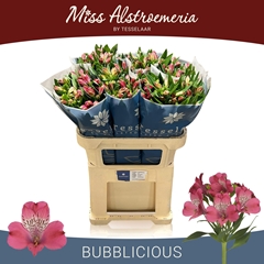 Alstroemeria Bubblicious 75cm 45gr.