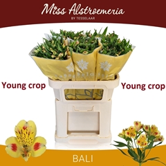 Alstroemeria Bali 75cm 90gr.