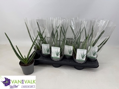 Aloe Vera 10Ø 34cm