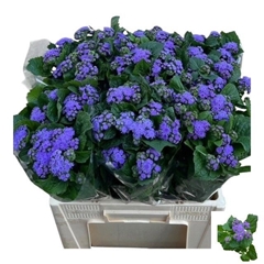 Ageratum Houstonianum Blue Planet 60cm