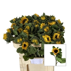 Helianthus Sunrich Orange 70cm