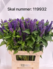 Agastache 85cm