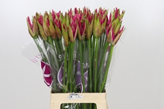 Nerine Ras Van Roon 70cm