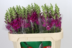 Antirrhinum Cannes Purple 75cm