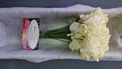 Lathyrus Parfum Painted Cream Magic 40cm