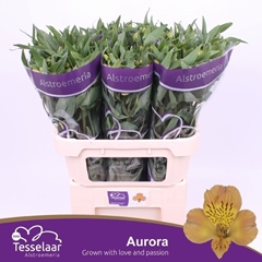 Alstroemeria Aurora 75cm 55gr.