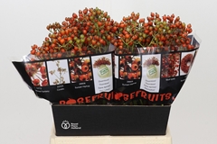 Rosa Autumn Rosefruits 45cm