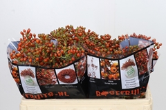 Rosa Autumn Rosefruits 50cm