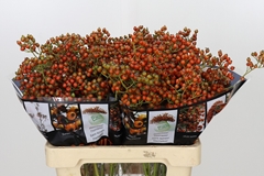 Rosa Autumn Rosefruits 60cm