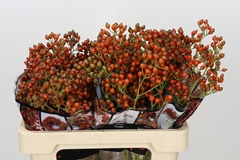 Rosa Autumn Rosefruits 55cm