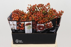 Rosa Autumn Rosefruits 40cm