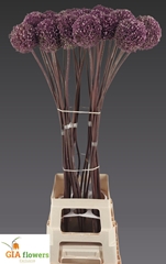 Allium Summer Drummer 100cm