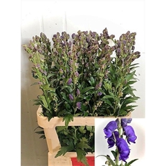 Aconitum Carmichaelii Arendsii 90cm