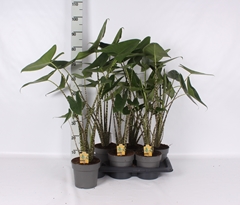 Alocasia Zebrina 17Ø 80cm