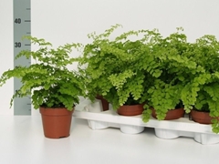 Adiantum Raddianum Fragrans 12Ø 30cm