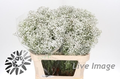 Gypsophila Paniculata Million Stars 80cm 30gr.