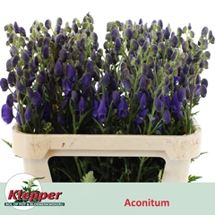 Aconitum Carmichaelii Arendsii 80cm