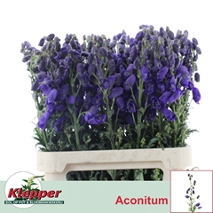 Aconitum Carmichaelii Arendsii 70cm