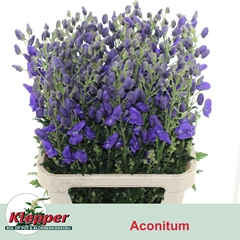 Aconitum Carmichaelii Arendsii 80cm