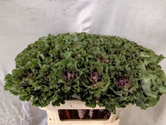 Brassica Empire Bogdana 70cm