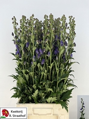 Aconitum Carmichaelii Arendsii 90cm