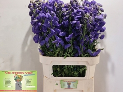 Aconitum Carmichaelii Arendsii 90cm