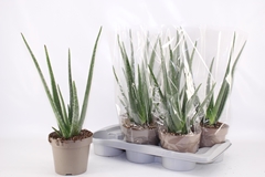 Aloe Vera 17Ø 52cm