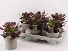 Aeonium Arboreum 14Ø 38cm