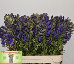 Aconitum Carmichaelii Arendsii 85cm