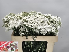 Achillea Millefolium White Beauty 55cm