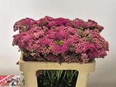 Achillea Millefolium Masterclass Purple 55cm