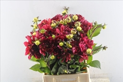 Dahlia Antibes 45cm