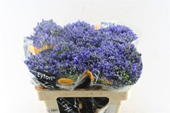 Agapanthus Eyfori Blue 50cm