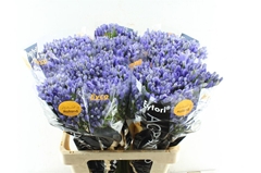 Agapanthus Eyfori Blue 60cm