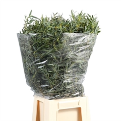 Eucalyptus Domenichina Per Bunch 70cm 300gr.