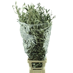 Olea Europaea Per Bunch 100cm 400gr.